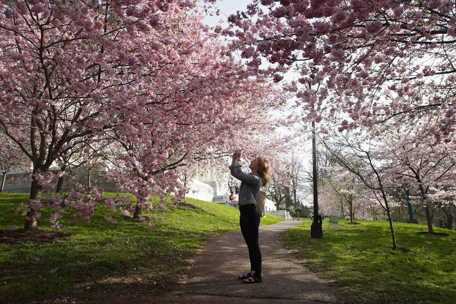 Beneath the blooms